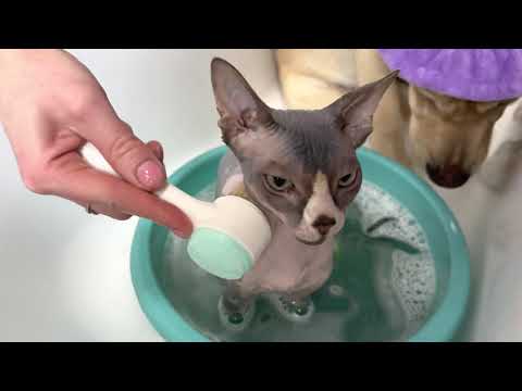 Видео: Собака купает кота. Мэни очень не доволен!