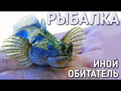 Видео: РЫБАЛКА НА ПЕЧОРЕ / ИНОЙ ОБИТАТЕЛЬ