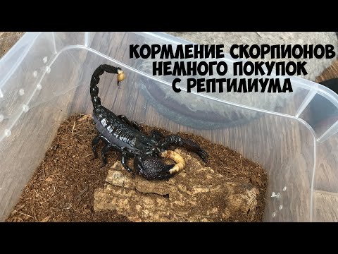 Видео: Скучное кормление скорпионов. Несколько новых особей с Рептилиума