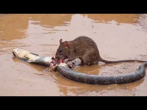 Видео: Почему Крысы Начали Убивать Змей?