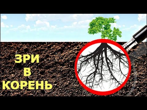 Видео: Настоящая ЖИВАЯ почва  РИЗОСФЕРА без мистики