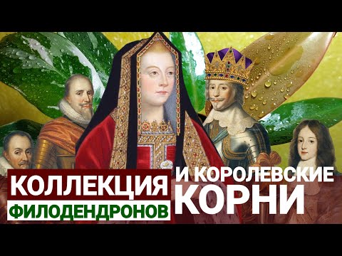 Видео: Коллекция филодендронов и королевские корни