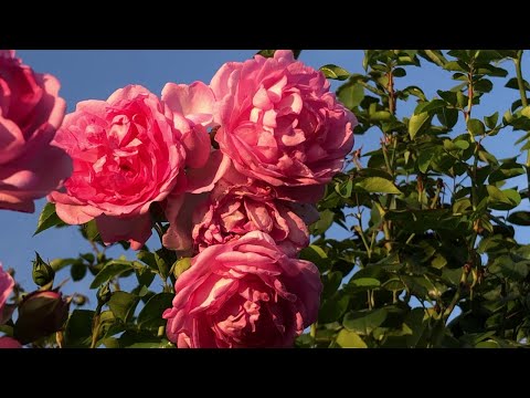 Видео: Розы в моем саду. Последнее цветение (Жасмина, Версилия,  Текилла Санрайз)