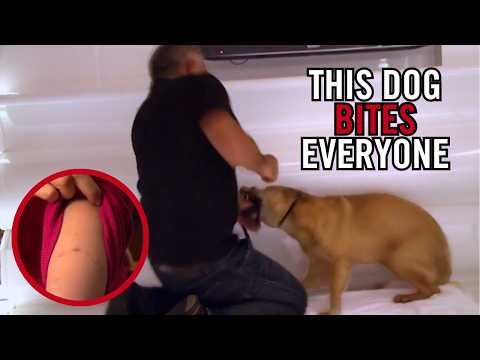 Видео: Как отучить пугливую собаку кусаться