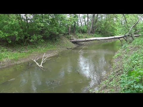 Видео: Мне не верят, что в этой речке полно рыбы. Блесна снова выручила
