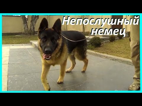 Видео: 280. Невоспитанный немец прыгает на хозяев. Дрессировка почти взрослой немецкой овчарки