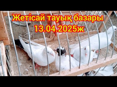 Видео: Жетісай тауық базары13.04.2025ж.