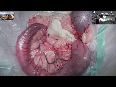 Видео: копростаз у кота и воздух в забрюшинном пространстве