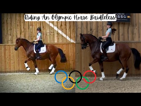 Видео: Пифтинг олимпийской лошади БЕЗ УЗДЫ