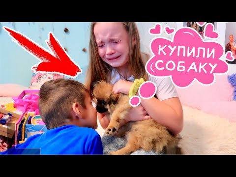 Видео: КУПИЛИ СОБАКУ / Первая встреча / РЕАКЦИЯ на СОБАКУ