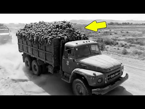 Видео: Почему в 1958 году Китай уничтожали воробьёв — история, о которой молчат учебники