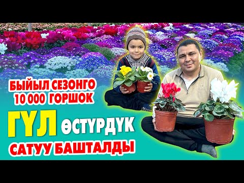 Видео: ГҮЛ бизнести ГҮЛДӨТКӨН Илхом мырза бүт СЫРЛАРЫН айтты ~ Кыштан 70 тонна КӨМҮР менен ЧЫКТЫ