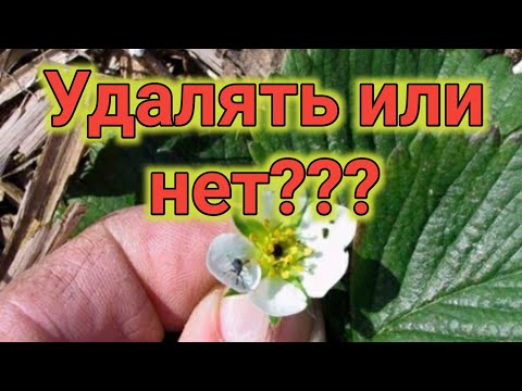 Видео: Цветоносы на клубнике. Удалять или нет? Belklubnika.by