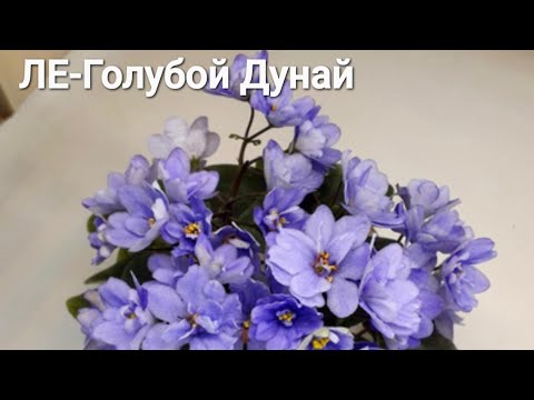 Видео: 02.02.24.Фиалка ЛЕ-Голубой Дунай на фитиле..готовлю пасынки на укоренение.