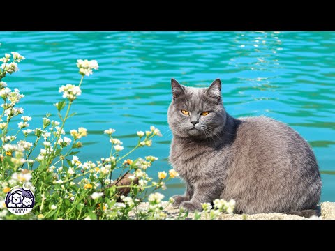 Видео: Музыка для сна для кошек 🐈 Музыка для снятия тревожности у кошек, сна, исцеления #музыкадлякошек ...