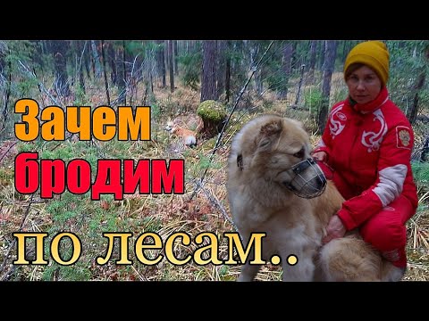 Видео: Грибы вместо таблеток》Любимый василек》Немного личной жизни