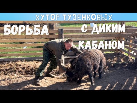 Видео: ПОБОРОЛСЯ С ДИКИМ КАБАНОМ. Приводим в порядок ежевику. Жизнь на заброшенном хуторе.