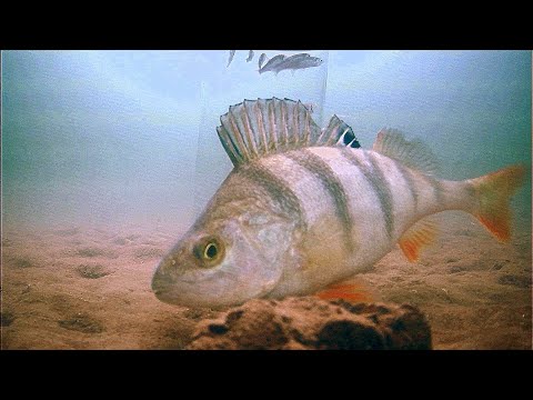 Видео: ОБ ЭТОМ НИКТО НЕ ГОВОРИТ! Секрет ловли Щуки и Окуня! Подводная съемка