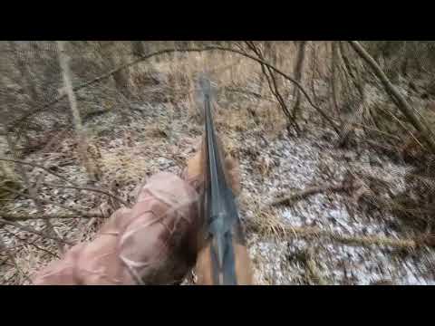 Видео: Охота с Добычем 06.12. 2024. Фартовый заяц.