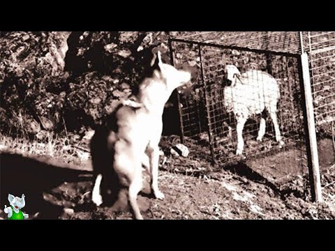 Видео: Эти Битвы Животных Побили Все Рекорды!
