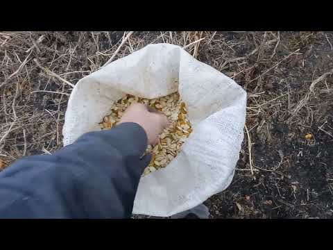 Видео: Закінчення сезону гарбузів 2023