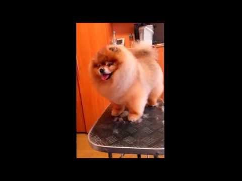 Видео: Домашний груминг шпица