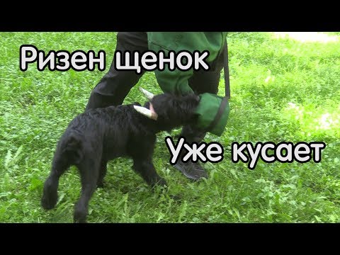 Видео: Щенок ризен, разыгрываем от тряпки до костюма, воспитание и дрессировка собак