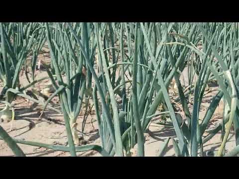 Видео: Выращивание лука на полях в Германии !!!