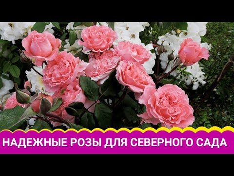 Видео: Надежные розы для северного сада