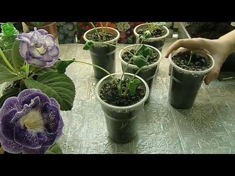 Видео: 🌱Ранункулюсы взошли и хорошо подросли !!! Сажаю Ацедантеру и Тигридию. Цветочные занятия 🌱