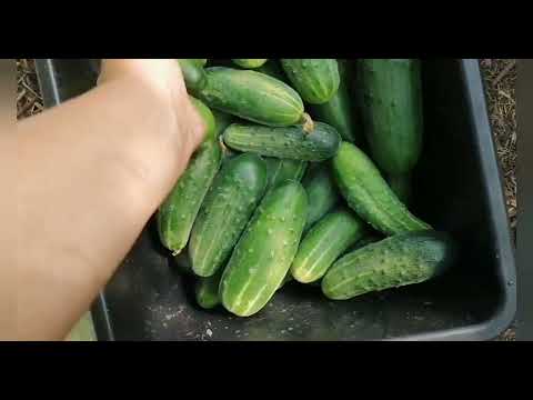 Видео: 3 августа 2024 г. собираем урожай