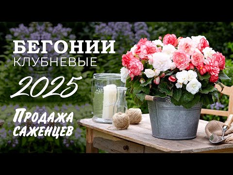 Видео: Бегонии клубневые 2025. Продажа саженцев и клубней