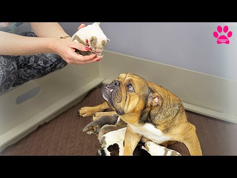 Видео: 19 щенков рожденных в один вечер. Обзор каждого щенка! Щенкам 1 неделя. Булли и бульдоги.