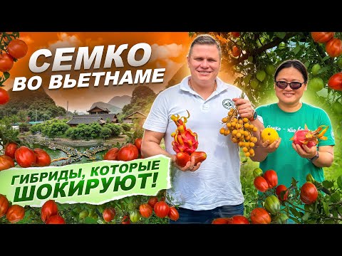 Видео: 🌿 УДИВИТЕЛЬНЫЕ ТОМАТЫ ВО ВЬЕТНАМЕ! СЕКРЕТЫ ВЫРАЩИВАНИЯ ОТ ЛИНЫ | ДЕМОНСТРАЦИОННАЯ ПЛОЩАДКА