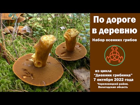 Видео: По дороге в деревню. Набор осенних грибов. Дневник грибника 7 октября 2022 года.