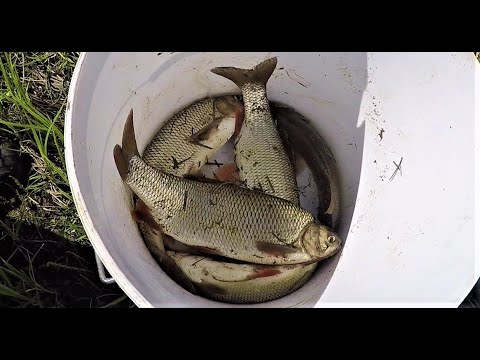 Видео: РЫБАЛКА НА ЗАКИДУШКИ \ 5 ЯЗЕЙ ЗА 5 МИНУТ \ РЫБА РЯДОМ С ДОМОМ \ 04.06.21