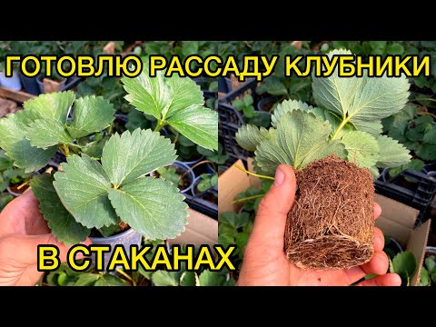 Видео: Укоренение усов клубники в стаканах. Август.