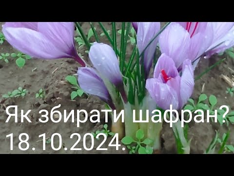 Видео: Як збирати шафран?18.10.2024.