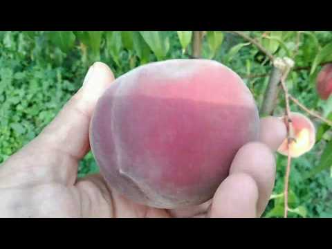 Видео: персик Флеминг Фьюри