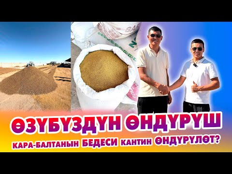 Видео: Дыйкандарга ЗОР жаңылык! БЕДЕ урук азыр АРЗАН сатылып жатат!