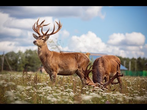Видео: Беседа про оленеводство