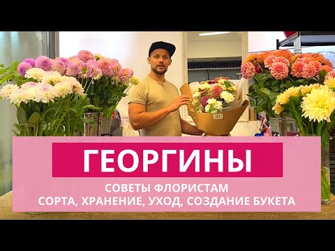 Видео: ГЕОРГИНЫ ВО ФЛОРИСТИКЕ | Как выбрать качественный георгин. Хранение. Как создать букет с георгином