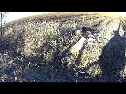 Видео: Охота на зайца . Удачный выстрел.