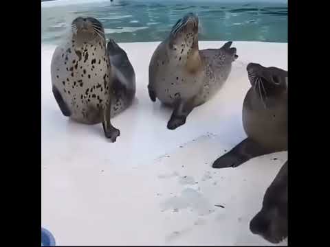 Видео: 5 ноября 2025 г.