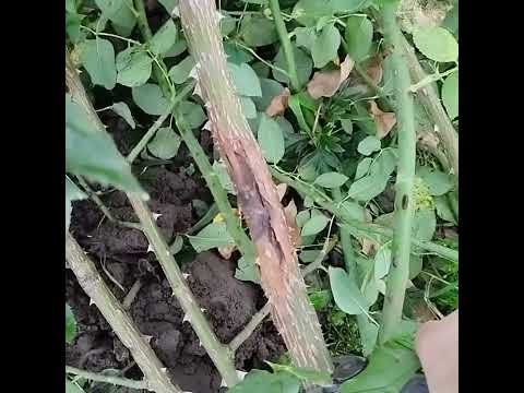 Видео: Пересадка троянд .
