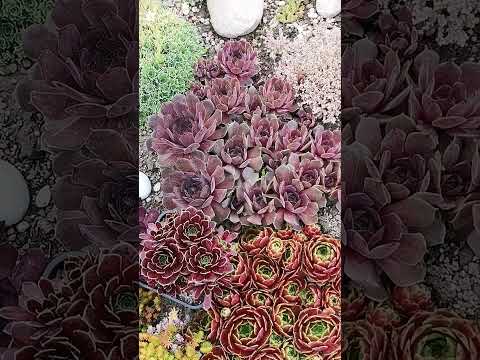 Видео: Обзор сортов молодило  - sempervivum часть 2.