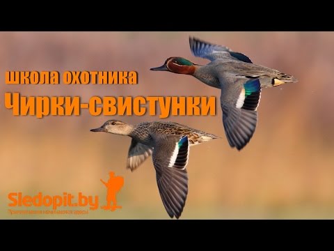 Видео: Школа охотника. Чирки-свистунки.