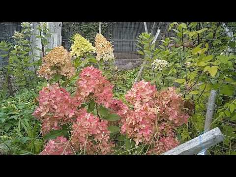 Видео: ОТВЕТ  НА  ВОПРОС,, ПРОДОЛЖЕНИЕ  О ЧЕШУЙКОВАНИИ!! 