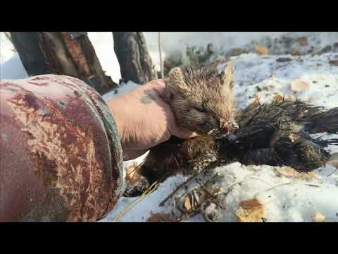 Видео: Проверка капканов часть 〽️ 14,соболюшка.