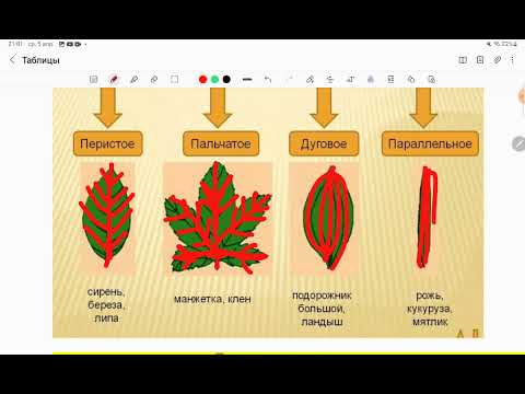 Видео: Листья и вся база о них